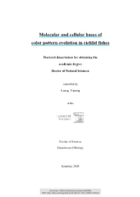 Molecular and Cellular Bases of Color Pattern Evolution in Cichlid Fishes
