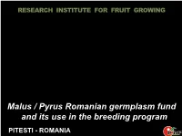 Malus / Pyrus Romanian Germplasm Fund and Its Use in the Breeding Program PITESTI - ROMANIA History