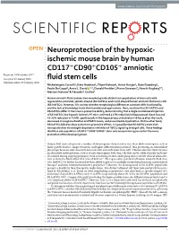 Neuroprotection of the Hypoxic-Ischemic Mouse Brain By