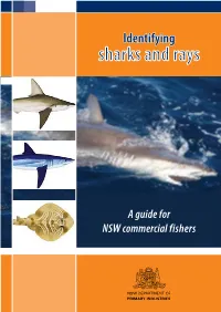 Identifying Sharks and Rays