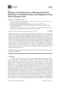 Rolling-Circle Replication in Mitochondrial DNA Inheritance: Scientiﬁc Evidence and Signiﬁcance from Yeast to Human Cells
