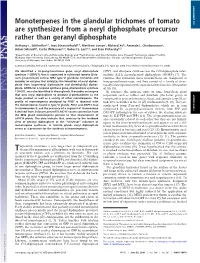 Monoterpenes in the Glandular Trichomes of Tomato Are Synthesized