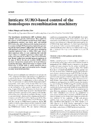 Intricate SUMO-Based Control of the Homologous Recombination Machinery