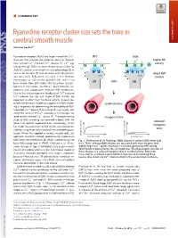 Ryanodine Receptor Cluster Size Sets the Tone in Cerebral Smooth Muscle