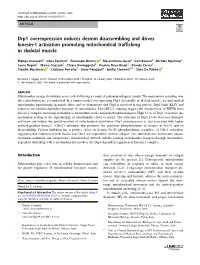 Drp1 Overexpression Induces Desmin Disassembling and Drives Kinesin-1 Activation Promoting Mitochondrial Trafﬁcking in Skeletal Muscle