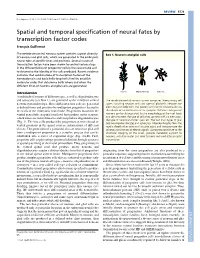 Spatial and Temporal Specification of Neural Fates by Transcription Factor Codes François Guillemot