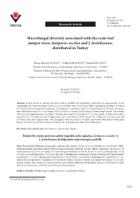 Macrofungal Diversity Associated with the Scale-Leaf Juniper Trees, Juniperus Excelsa and J