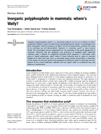 Inorganic Polyphosphate in Mammals: Where’S