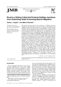 Ruva Is a Sliding Collar That Protects Holliday Junctions from Unwinding While Promoting Branch Migration