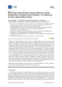 ROS Dependent Wnt/Β-Catenin Pathway and Its Regulation on Defined Micro-Pillars—A Combined in Vitro and in Silico Study