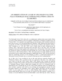 An Observation of a Pair of Aplomado Falcons Falco Femoralis