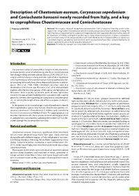 Ascomyceteorg 08-01 Ascomyceteorg