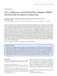 Ck1α Collaborates with DOUBLETIME to Regulate PERIOD