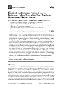 Identification of Nitrogen Fixation Genes in Lactococcus Isolated From