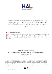 Lokiarchaea Are Close Relatives of Euryarchaeota, Not