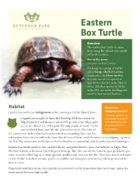 Eastern Box Turtle