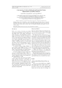 A New Species of Andricus Hartig Oak Gall Wasp from Turkey (Hymenoptera: Cynipidae, Cynipini)