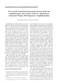 New Records of Predation Interactions Between Birds and Amphisbaenians, and a Report of Bites by Amphisbaena Vermicularis Wagler, 1824 (Squamata: Amphisbaenidae)