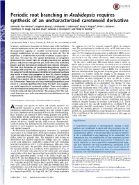 Periodic Root Branching in Arabidopsis Requires Synthesis of an Uncharacterized Carotenoid Derivative