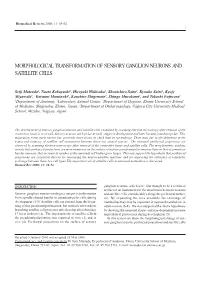 Morphological Transformation of Sensory Ganglion Neurons and Satellite Cells