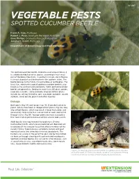Spotted Cucumber Beetle W