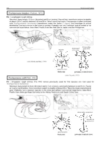 With Trachypenaeus Curvirostris (Sometimes Under the Name T