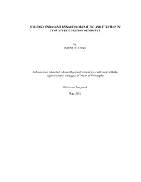 NGF-TRKA ENDOSOME DYNAMICS, SIGNALING and FUNCTION in SYMPATHETIC NEURON DENDRITES by Kathryn M. Lehigh a Dissertation Submitted