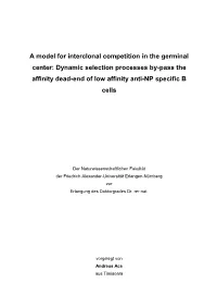 A Model for Interclonal Competition in the Germinal Center: Dynamic Selection Processes By-Pass the Affinity Dead-End of Low Affinity Anti-NP Specific B Cells