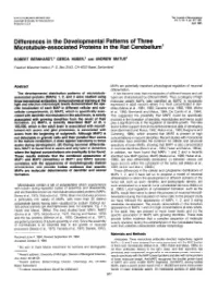 Differences in the Developmental Patterns of Three Microtubule-Associated Proteins in the Rat Cerebellum’