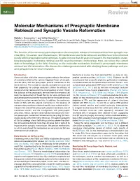 Molecular Mechanisms of Presynaptic Membrane Retrieval and Synaptic Vesicle Reformation