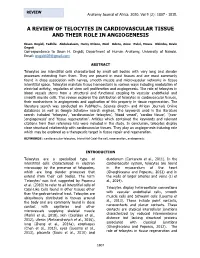 A Review of Telocytes in Cardiovascular Tissue and Their Role in Angiogenesis