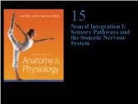 Sensory Pathways and the Somatic Nervous System