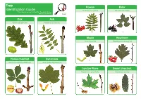 Tree Identification Guide