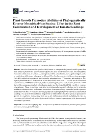 Plant Growth Promotion Abilities of Phylogenetically Diverse Mesorhizobium Strains: Eﬀect in the Root Colonization and Development of Tomato Seedlings