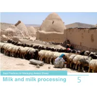 Milk and Milk Processing 5 Best Practices for Managing Awassi Sheep 5-Milking and Milk Processing