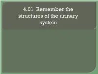 4.01 Remember the Structures of the Urinary System What Are the Structures of the Urinary System?