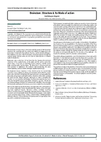 Brainstem: Structure & Its Mode of Action