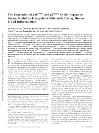 Differentiation Regulated Differently During Human B Cell Cyclin