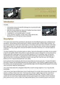 Lesser Snow Goose EN