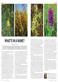 What's in a Name?
