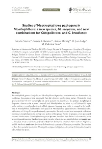 Studies of Neotropical Tree Pathogens in Moniliophthora: a New Species, M. Mayarum, and New Combinations for Crinipellis Ticoi and C
