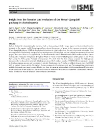 Insight Into the Function and Evolution of the Wood–Ljungdahl Pathway in Actinobacteria
