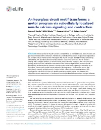 An Hourglass Circuit Motif Transforms a Motor Program Via Subcellularly Localized Muscle Calcium Signaling and Contraction