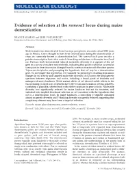 Evidence of Selection at the Ramosa1 Locus During Maize Domestication
