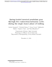 Spring-Loaded Inverted Pendulum Goes Through Two Contraction-Extension Cycles During the Single Stance Phase of Walking