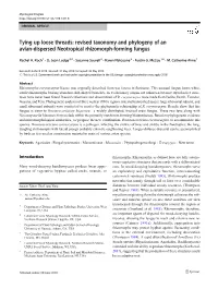 Revised Taxonomy and Phylogeny of an Avian-Dispersed Neotropical Rhizomorph-Forming Fungus