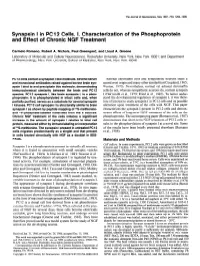 Synapsin I in PC1 2 Cells. I. Characterization of the Phosphoprotein and Effect of Chronic NGF Treatment