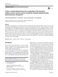 Is There a Relationship Between the Morphology of the Forewing Axillary Sclerites and the Way the Wing Folds in Aphids (Aphidomorpha, Sternorrhyncha, Hemiptera)?