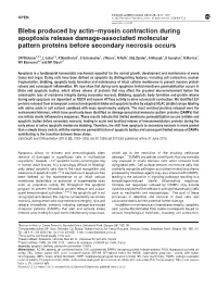 Myosin Contraction During Apoptosis Release Damage-Associated Molecular Pattern Proteins Before Secondary Necrosis Occurs