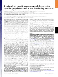A Network of Genetic Repression and Derepression Specifies Projection